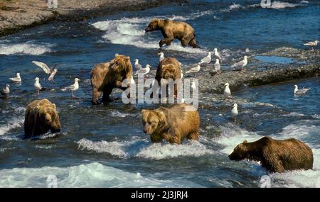 Alaskan Brown Bears (Grizzly Bear) cattura salmone, fiume McNeil, Alaska Foto Stock