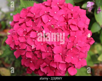 Primo piano mophead rosa hydrangea macrophylla testa fiore in estate sole Foto Stock