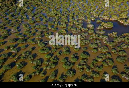 L'Everglades National Park è un parco nazionale situato nello stato della Florida degli Stati Uniti. La più grande natura subtropicale degli Stati Uniti, contiene il sou Foto Stock