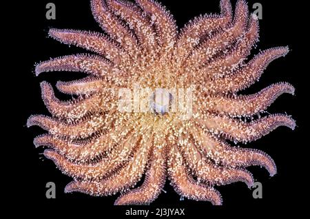 Girasole Starfish lato inferiore che mostra stomaco, Pycnopodia helianthoides, Puget Sound, Washington Foto Stock