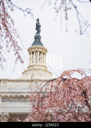 Vista in alto del Campidoglio degli Stati Uniti con la fioritura degli alberi di ciliegio a Washington DC Foto Stock