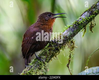 Un Leaftosser sudamericano (Sclerurus obscurior obscurior) arroccato su un ramo. Colombia, Sud America. Foto Stock