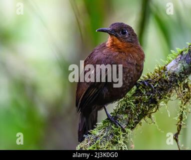 Un Leaftosser sudamericano (Sclerurus obscurior obscurior) arroccato su un ramo. Colombia, Sud America. Foto Stock