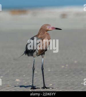 Un'egretta rossastra sorge sulla spiaggia di sabbia lungo la costa del Golfo della Florida. Foto Stock