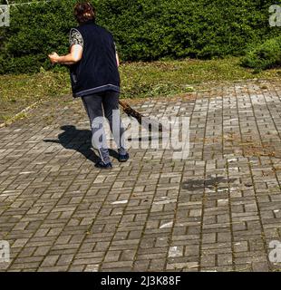 Una donna spazza le foglie cadute con una scopa per strada. Il servizio comunale controlla la pulizia della città. Foto Stock