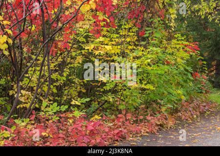 Foglie autunnali miste tra cui vitis giallo e verde - viti. Foto Stock