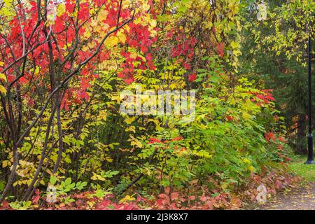 Foglie autunnali miste tra cui vitis giallo e verde - viti. Foto Stock