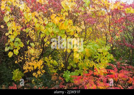 Foglie autunnali miste tra cui Vitis giallo e verde - viti, Rhus typhina - Velvet Sumac arbusti in confine. Foto Stock