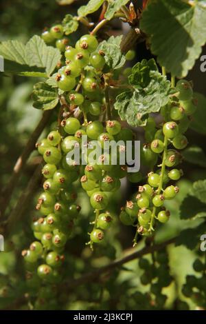 Ribes bianco matura su Bush Ribes rubrum Foto Stock