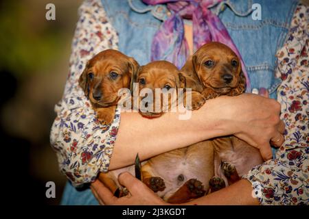 Gruppo di cuccioli nelle mani di una donna all'aperto Foto Stock