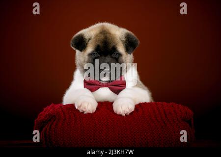 Ritratto di un cane Akita Inu piccolo serio Foto Stock