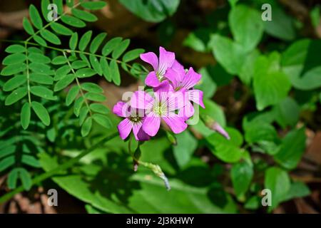 Fiori rosa-sorrel (Oxalis articolata) in giardino Foto Stock