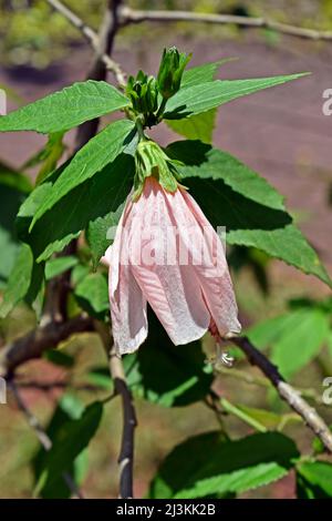 Berretto di Turco rosa pastello, ibisco addormentato o fiore di cera (Malvaviscus arboreus) var. Penduliflorus 'Rosea' o mexicanus 'Rosea' Foto Stock