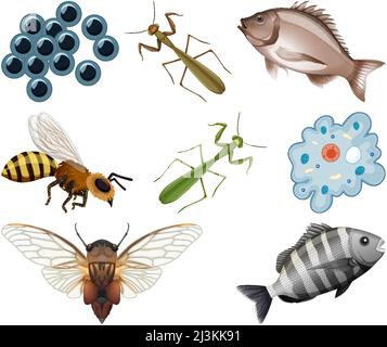 Diversi tipi di insetti e animali su sfondo bianco illustrazione Illustrazione Vettoriale