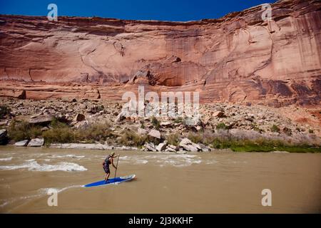 Un uomo fa il suo stand up paddleboard sul fiume Colorado in una sezione chiamata 'Westwater'. Foto Stock