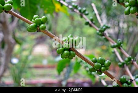 Chicchi di caffè non maturi sulle ramificazioni (Coffea arabica), Brasile Foto Stock