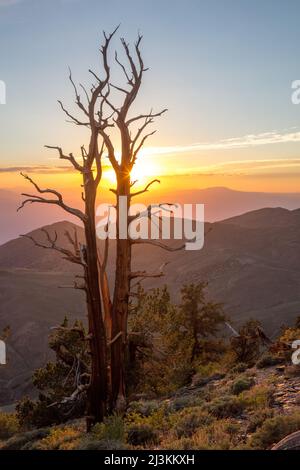Great Basin Bristlecone Pines (Pinus longaeva) al tramonto nell'antica Foresta di Pino di Bristlecone; Bishop, California, Stati Uniti d'America Foto Stock