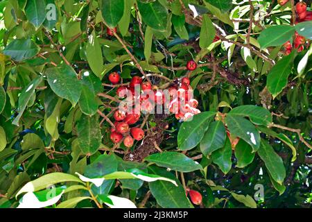 Frutti malesi di mela (Syzygium malaccense) su albero Foto Stock