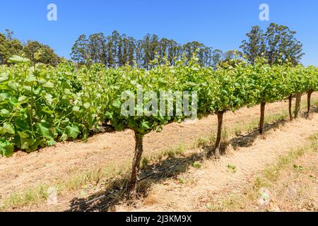 File di viti presso il vigneto Langton della West Cape Howe Winery, Mount Barker, Australia Occidentale, Australia Foto Stock