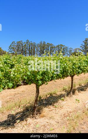 File di viti presso il vigneto Langton della West Cape Howe Winery, Mount Barker, Australia Occidentale, Australia Foto Stock