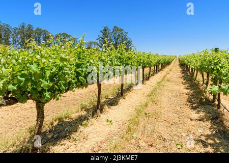 File di viti presso il vigneto Langton di West Cape Howe Wines, Mount Barker, Western Australia, Australia Foto Stock