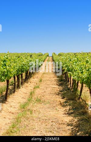 File di viti presso il vigneto Langton di West Cape Howe Wines, Mount Barker, Western Australia, Australia Foto Stock