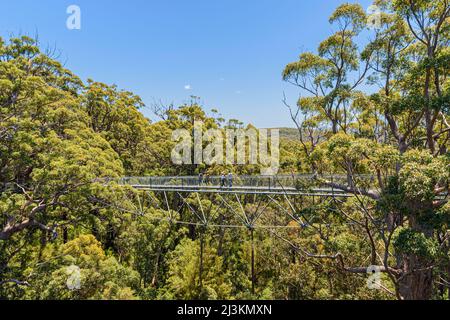 I turisti che camminano tra le cime degli alberi alla passerella della Valle del Giants Tree Top attraverso la foresta di Red Tingledale, Australia Occidentale Foto Stock