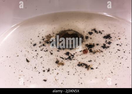 I capelli e lo scum in una piscina di acqua stagnante che indica che il lavandino è ostruito. Foto Stock