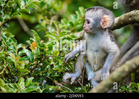 Baby Vervet scimmia (Chlorocebus pygerythrus) al Monkeyland Primate Sanctuary vicino a Pletteberg Bay, Sudafrica; Sudafrica Foto Stock