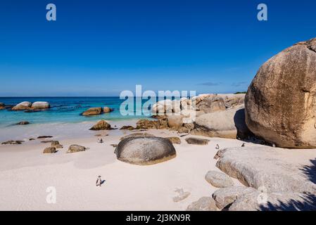 Pinguini sudafricani (Spheniscus demersus) che vagano lungo Boulders Beach a Simon's Town; Città del Capo, Western Cape Province, Sudafrica Foto Stock