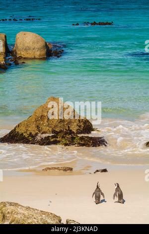 Due pinguini sudafricani (Spheniscus demersus) che si erigono sul bordo dell'acqua lungo Boulders Beach nella città di Simon Foto Stock