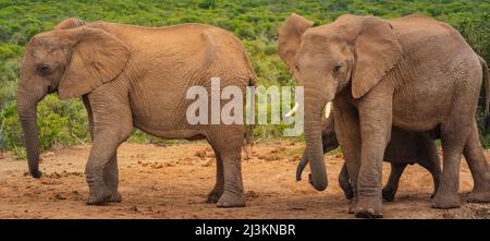 Elefanti africani (Loxodonta), famiglia di animali che camminano lungo la savana insieme al Parco Nazionale degli Elefanti di Addo; Capo Orientale, Sudafrica Foto Stock