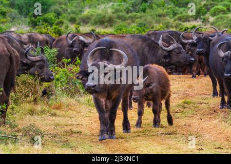 Mandria di bufalo africano del Capo (Syncerus caffer caffer) camminando lungo la savana nel Parco Nazionale degli Elefanti Addo Marine Protected Area Foto Stock