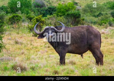Ritratto di un toro, bufalo africano (Syncerus caffer caffer) in piedi in un campo nel Parco Nazionale degli Elefanti Addo Marine Protected Area Foto Stock