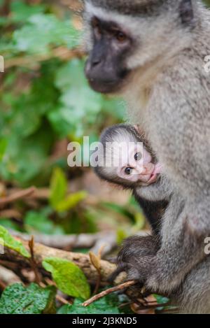 Baby Vervet scimmia (Chlorocebus pygerythrus) che allattano da madre al Monkeyland Primate Sanctuary vicino Pletteberg Bay, Sudafrica; Sudafrica Foto Stock