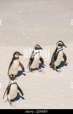 Pinguini africani (Spheniscus demersus) che camminano su sabbia bianca, un pinguino che guarda la macchina fotografica mentre gli altri guardano via, Boulders Beach, Cape PE... Foto Stock