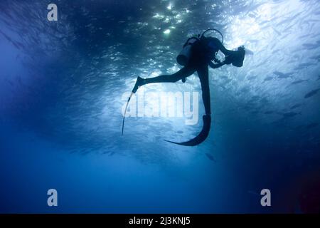 Un subacqueo nuota con una grande scuola di pesce jack; Cabo San Lucas, Baja California sur, Messico Foto Stock
