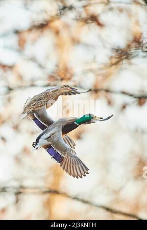 Mallard (Anas platyrhynchos) coppia che volano insieme; Baviera, Germania Foto Stock