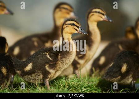 Mallard o anatra selvaggia (Anas platyrhynchos) pulcino su un prato; Baviera, Germania Foto Stock