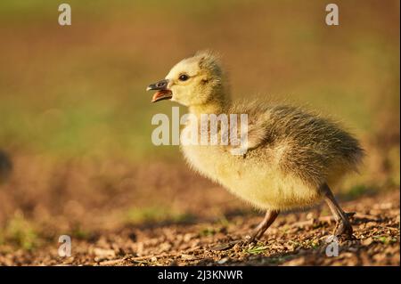 L'oca del Canada (Branta canadensis) pulca su un prato; Frankonia, Baviera, Germania Foto Stock