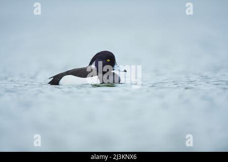 Anatra tufted (Aythya fuligula) che nuota in un lago; Baviera, Germania Foto Stock