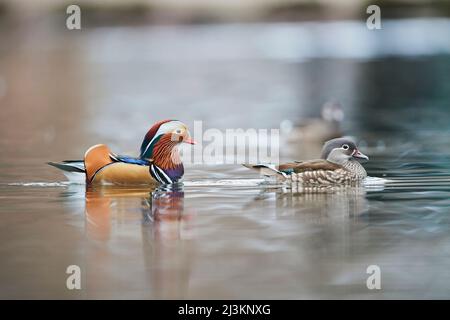 Coppia di anatre mandarine (Aix galericulata) che nuotano su un lago; Baviera, Germania Foto Stock