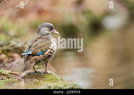 Ritratto di anatra mandarino femmina (Aix galericulata); Baviera, Germania Foto Stock