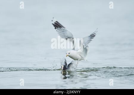 Gabbiano comune, gabbiano di mew o mew di mare (Larus canus), rubando cibo da un cot eurasiatico (Fulica atra) sul fiume Donau Foto Stock