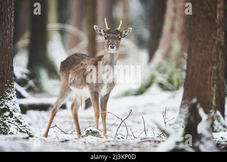 Daini (Dama dama) in una foresta innevata, prigioniera; Baviera, Germania Foto Stock