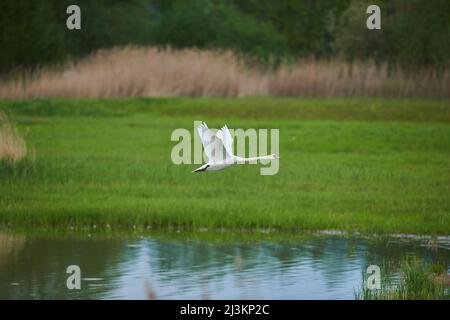 Mute Swan (Cygnus olor) prendendo il volo da un laghetto, Foresta Bavarese; Baviera, Germania Foto Stock