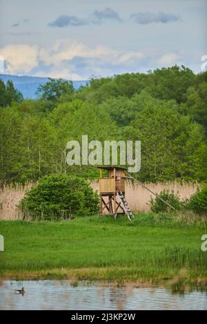 Perch di legno in piedi dietro un laghetto in una riserva naturale, Foresta Bavarese; Baviera, Germania Foto Stock