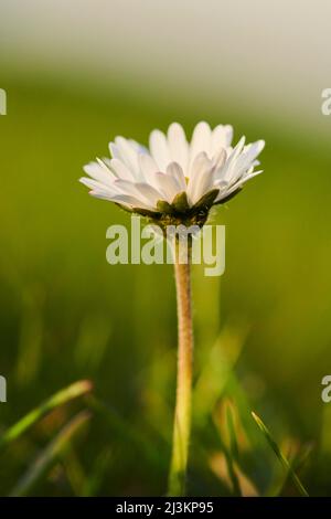 Daisy comune (Bellis perennis) su un prato; Baviera, Germania Foto Stock