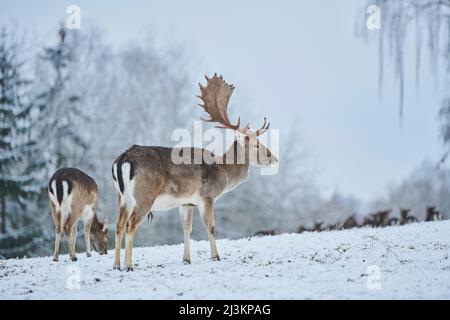 Mandria di cervo (Dama dama) che pascola su un prato nevoso, prigioniero; Baviera, Germania Foto Stock