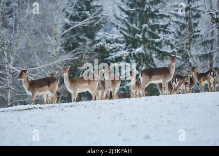 Mandria di cervo (Dama dama) su un prato nevoso, prigioniero; Baviera, Germania Foto Stock